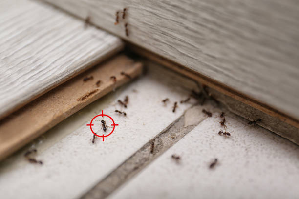  Key Center, WA Pest Control Pros